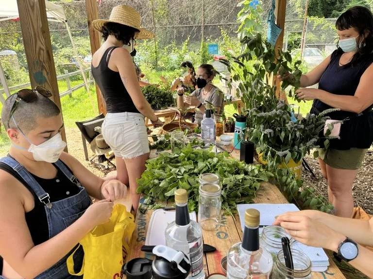 The Wild Cherries Herbal Studies Program Now Offering 2024 Scholarships