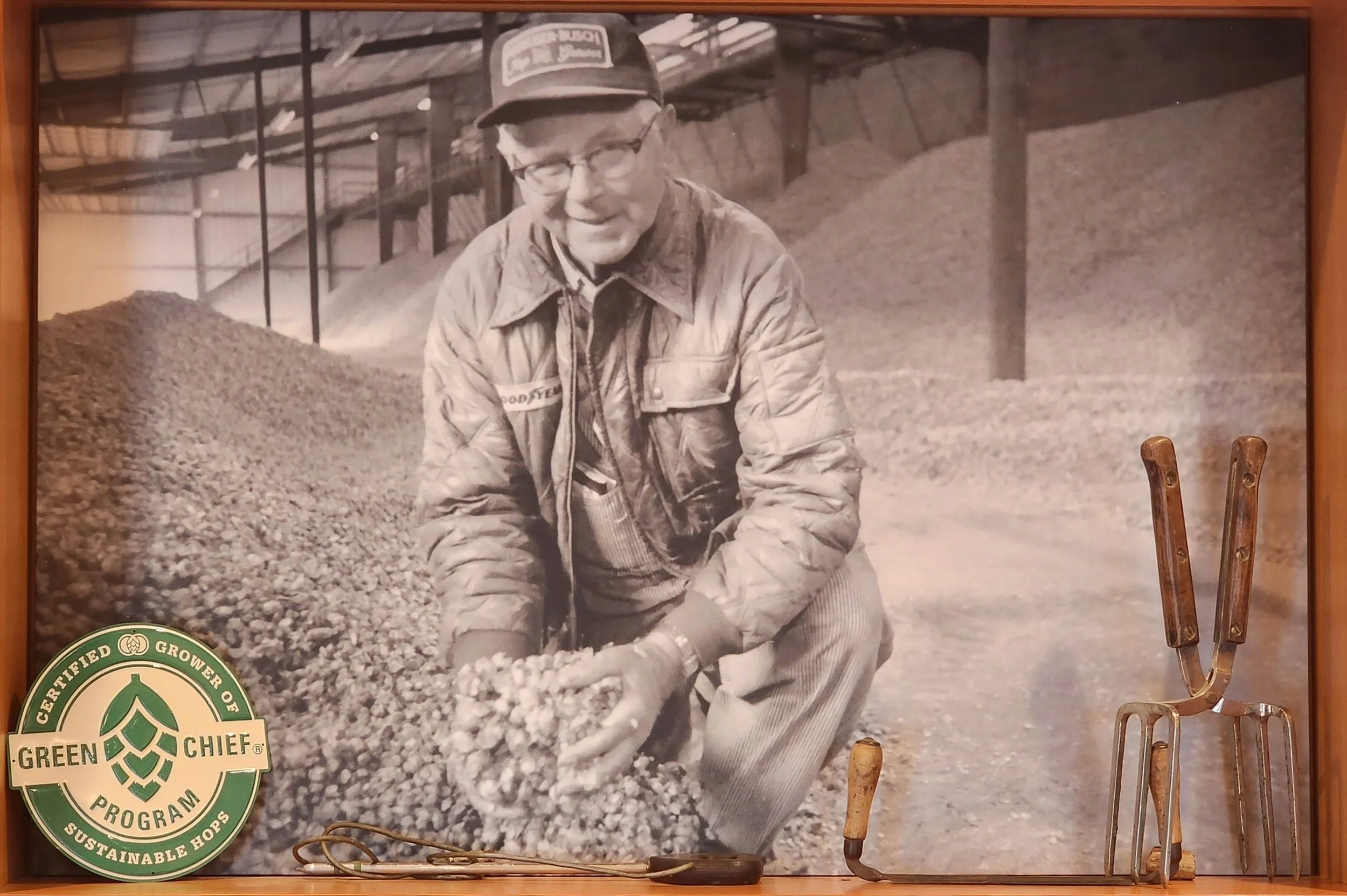 Black and white photograph of a man working in a hop yard, holding a handful of hops. The man is wearing glasses, a cap, a jacket, and is smiling. In the bottom left corner, there is a Green Chief logo for certified sustainable hops. On the right side, there are several gardening tools including a pair of pruning shears and a two-pronged fork.