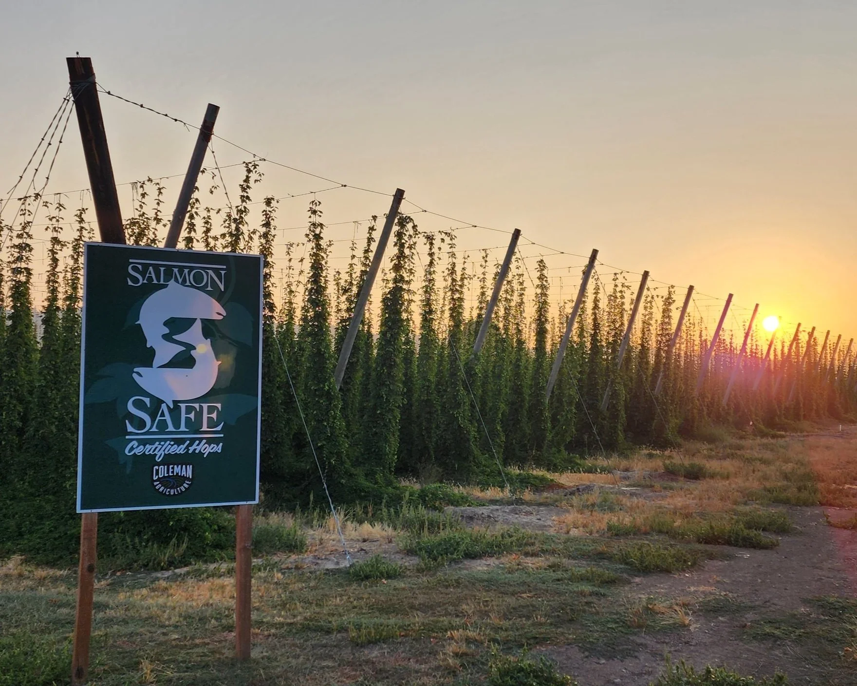 Hops field at sunset with "Salmon Safe Certified Hops Coleman Agriculture" sign.