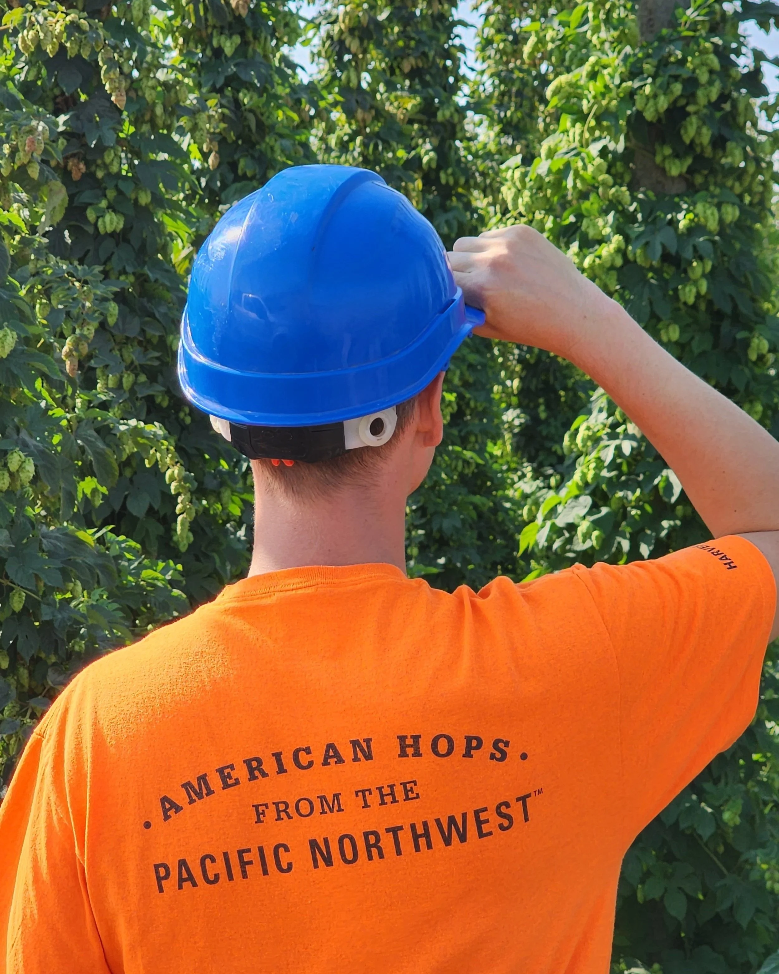 Person in an orange shirt with "American Hops from the Pacific Northwest" text, wearing a blue hard hat, looking at hops plants.