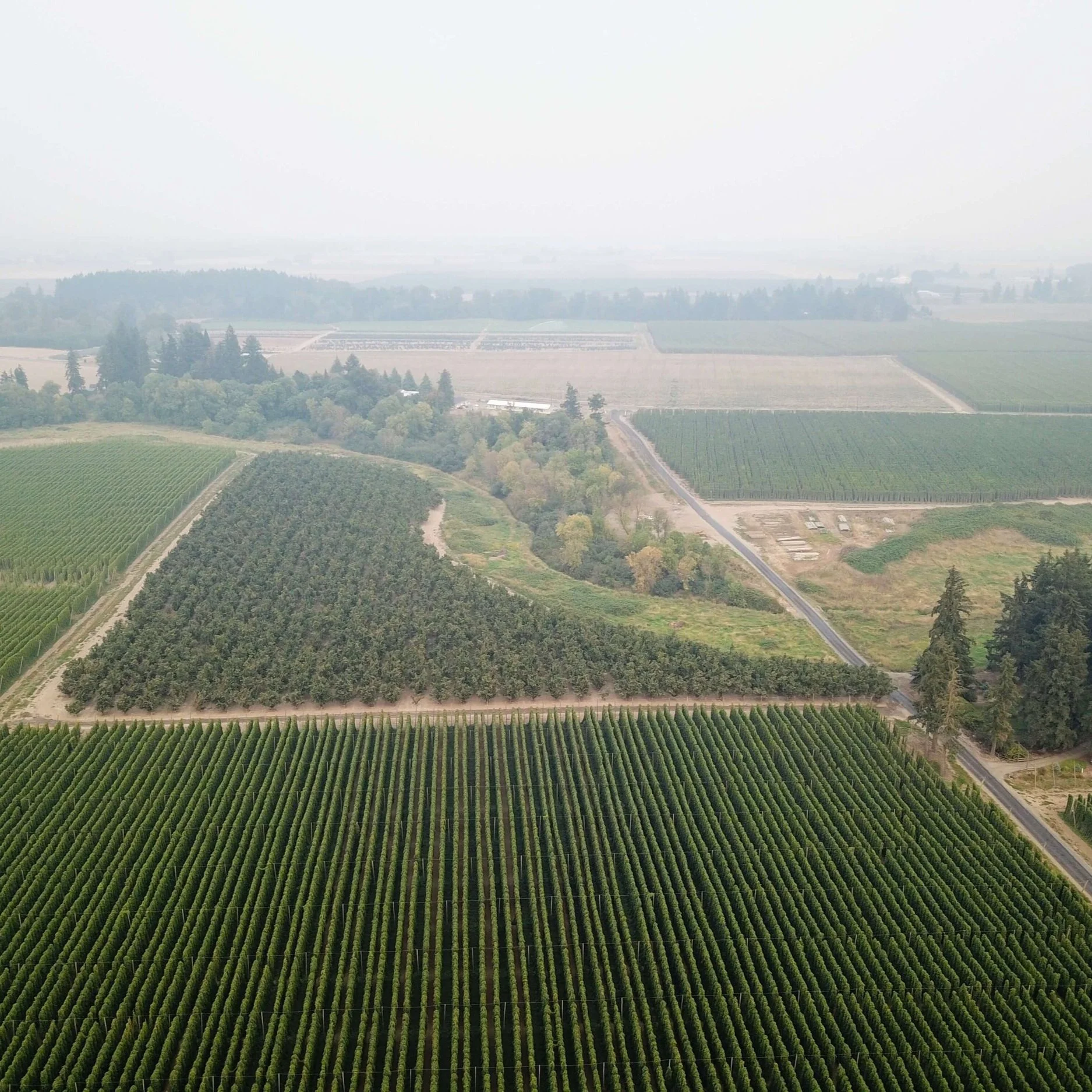 Coleman Hops hop fields aerial view