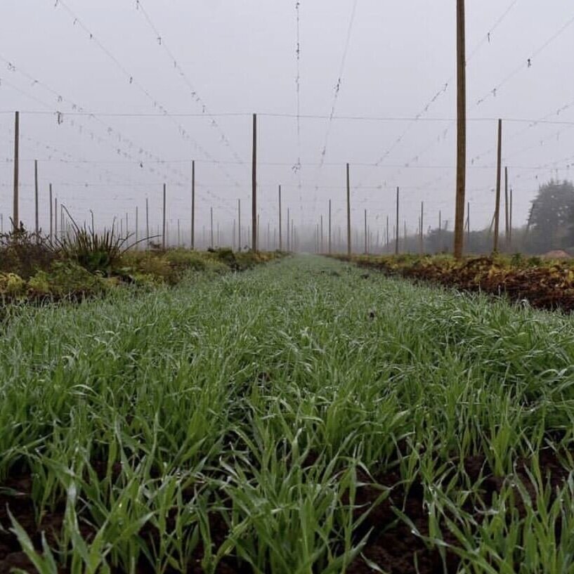 Coleman Hops cover crops