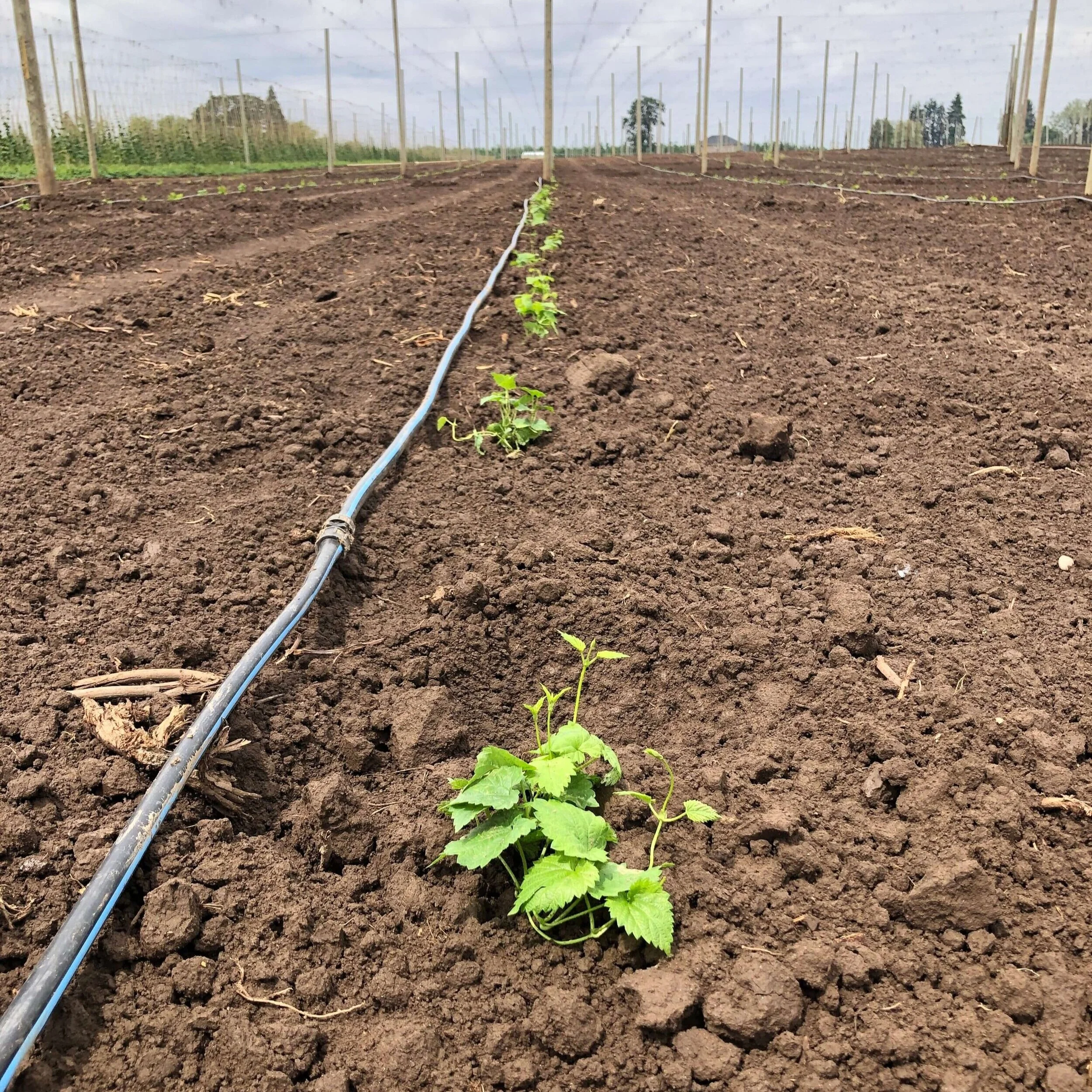 Coleman+Hops+Drip+Irrigation