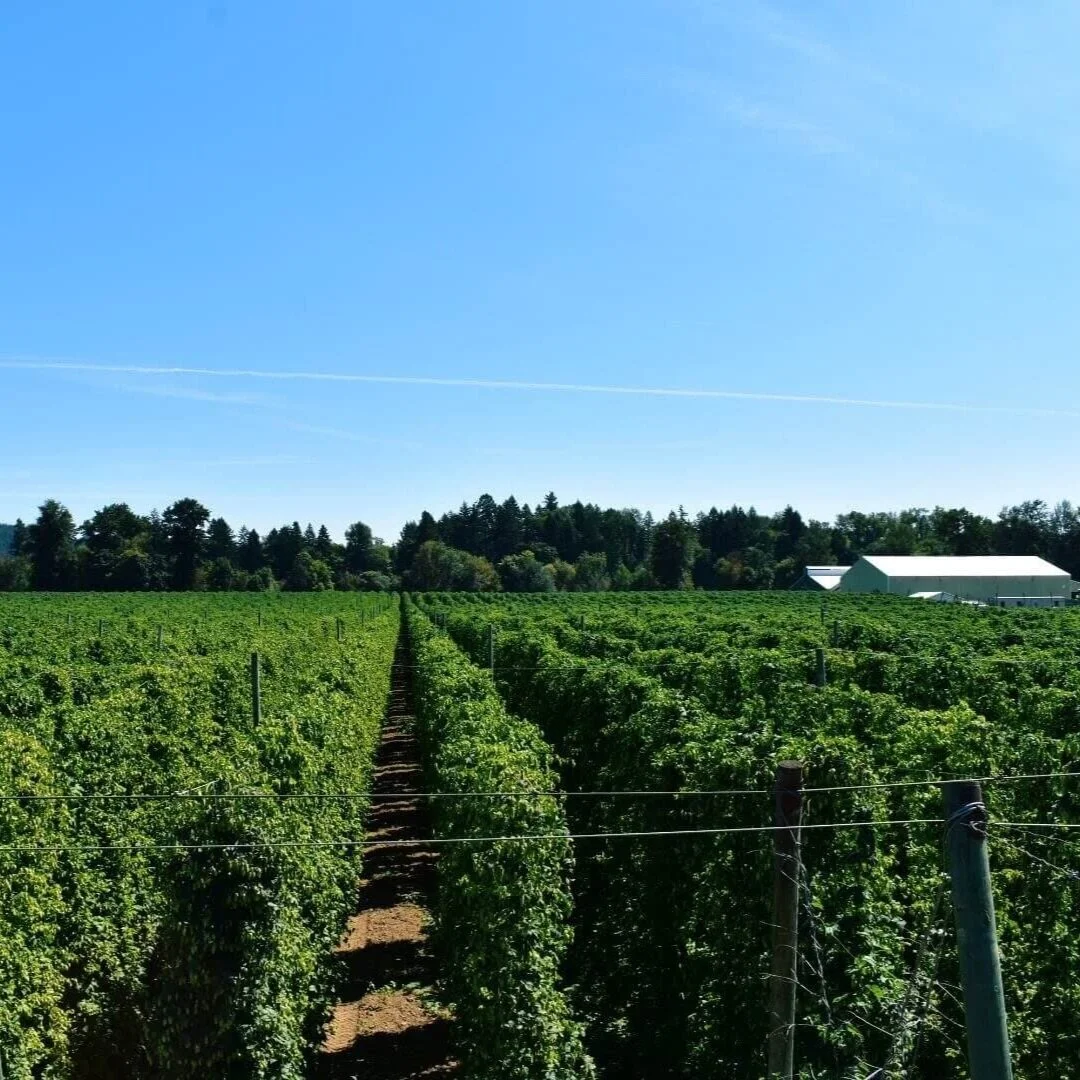 Coleman Hops hop field Alluvial Farm