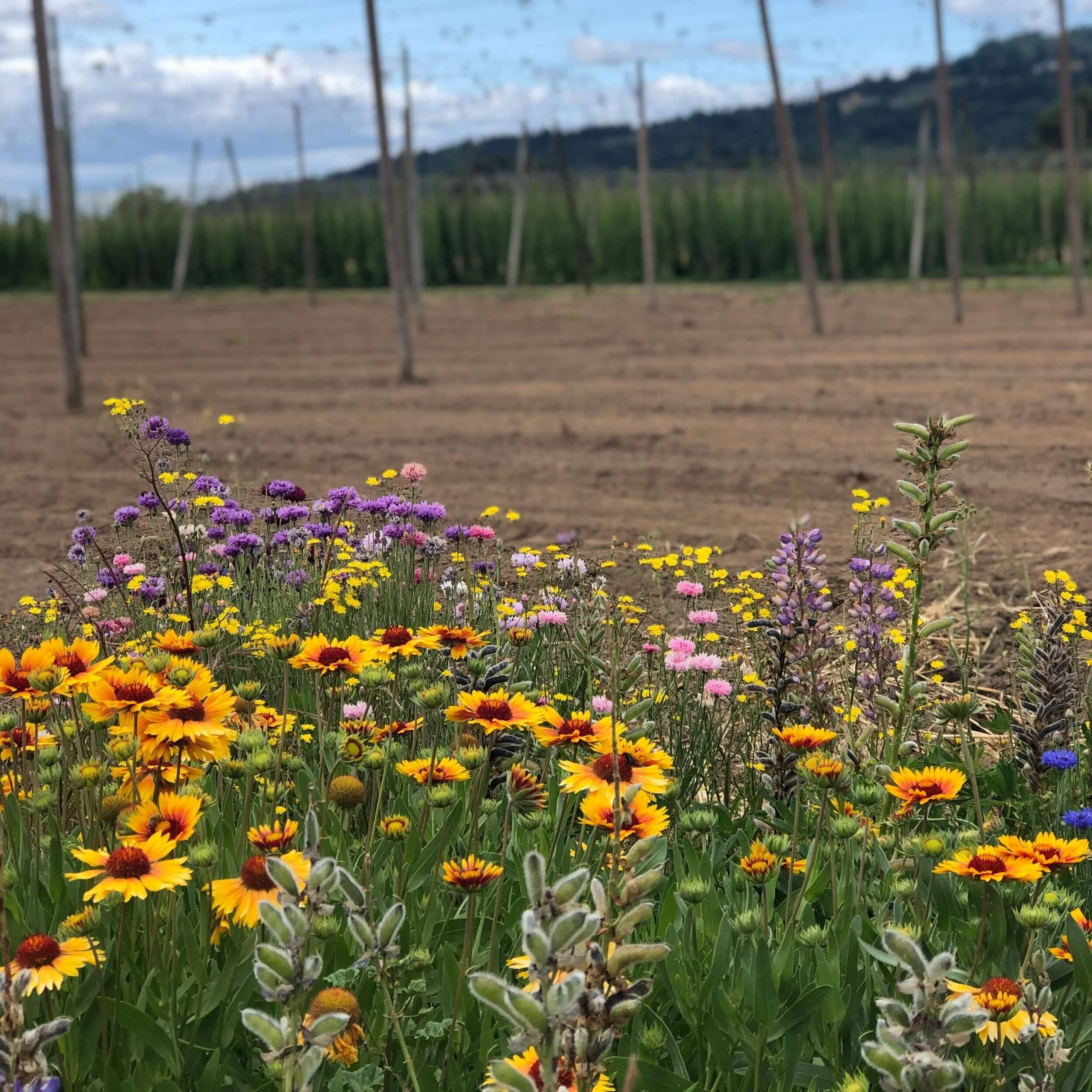 Coleman Hops biodiveristy wildflowers