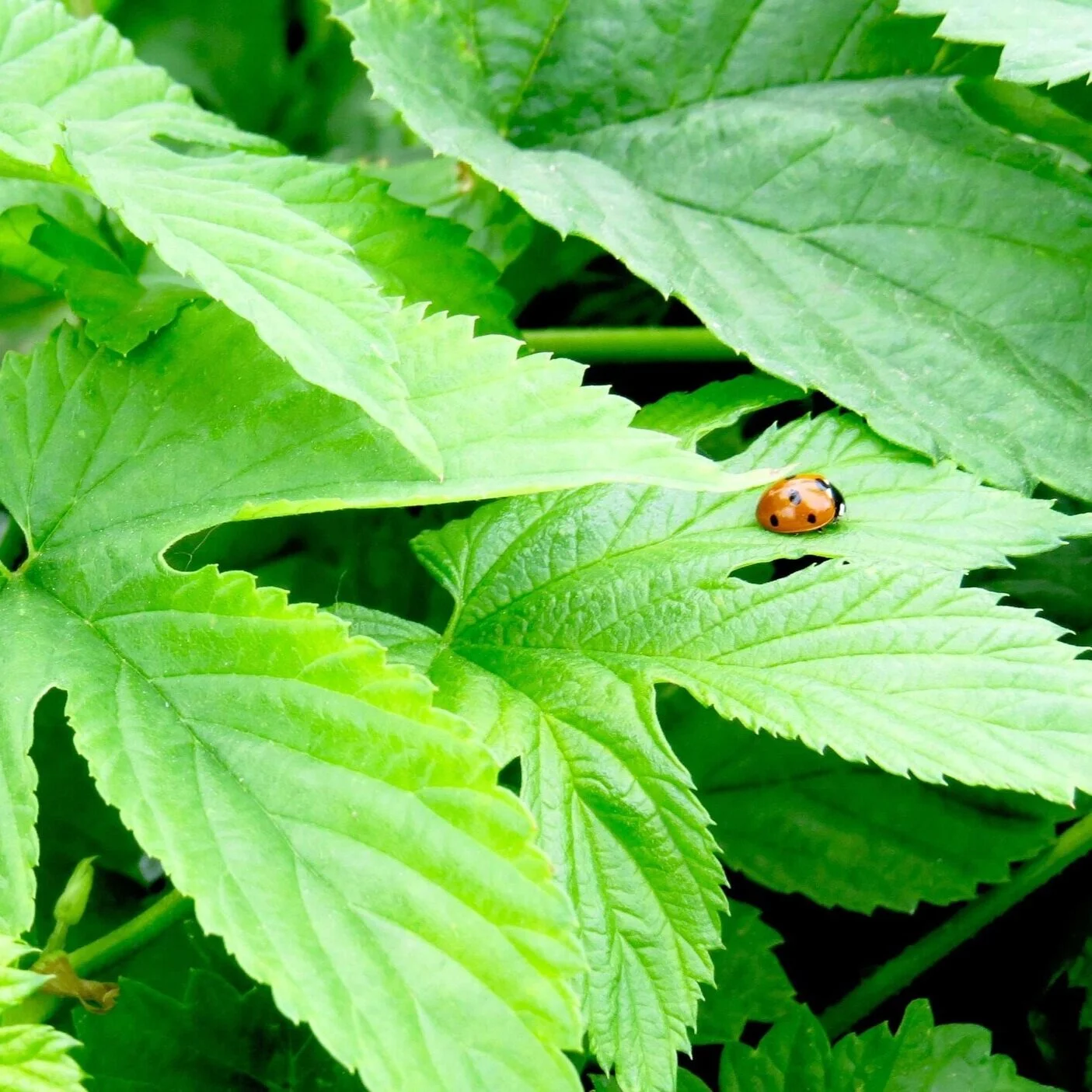Coleman Hops IPM ladybug