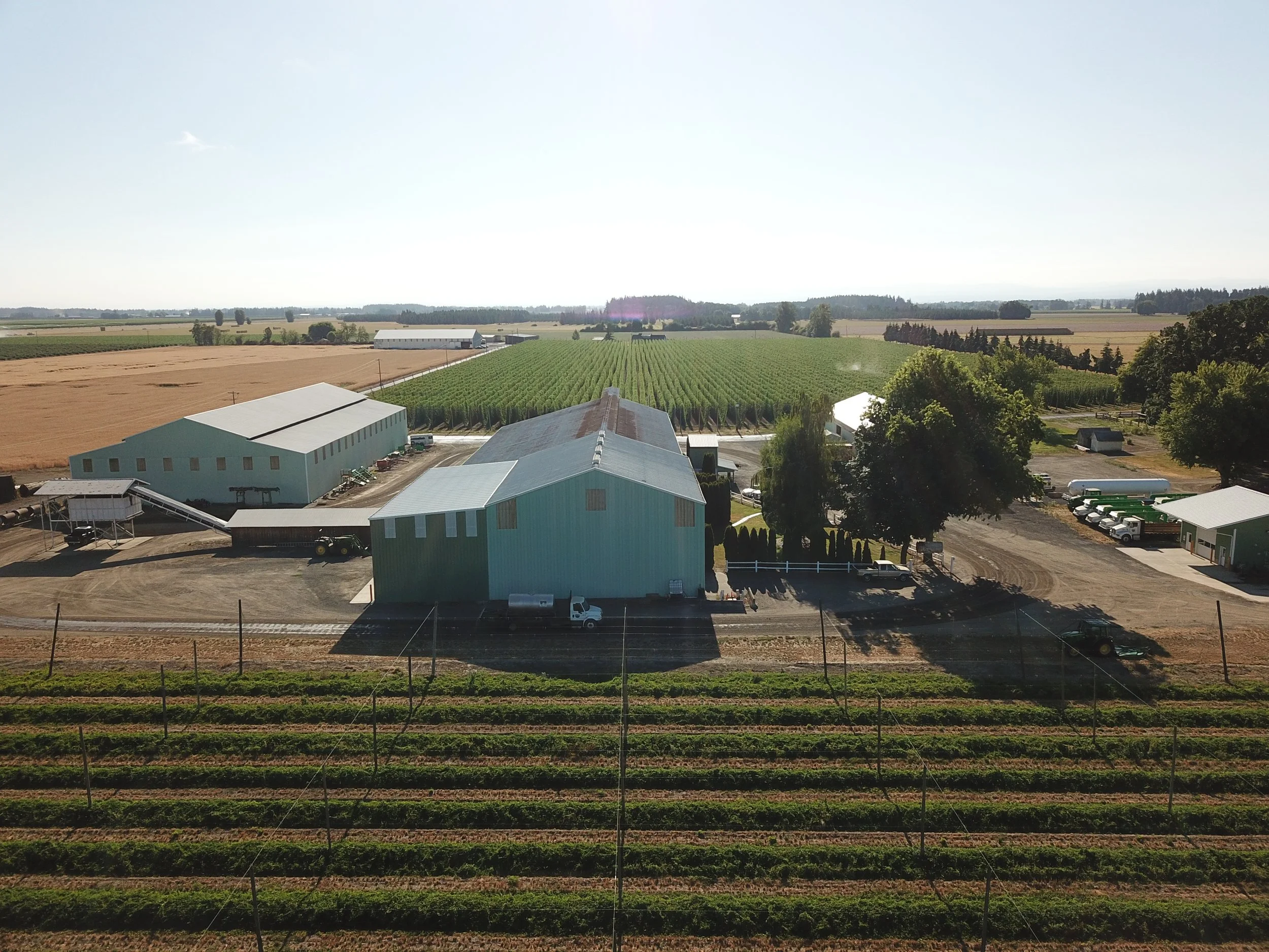 Aerial view of a farm with greenhouses, fields, and agricultural buildings surrounded by rows of crops and trees under a clear blue sky.