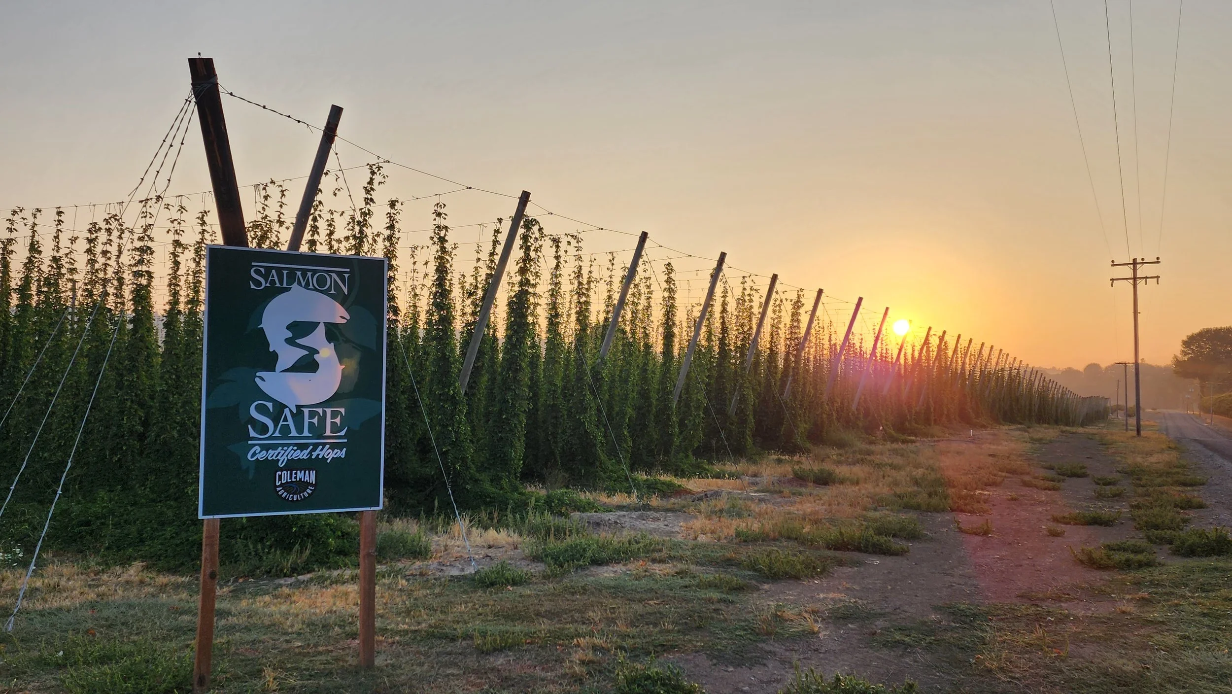 Hops field at sunrise with "Salmon Safe Certified Hops" sign.