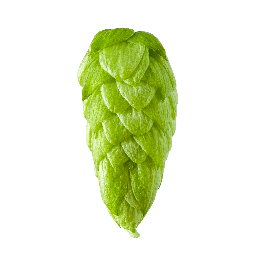 Close-up of a fresh green hop cone isolated on a white background.