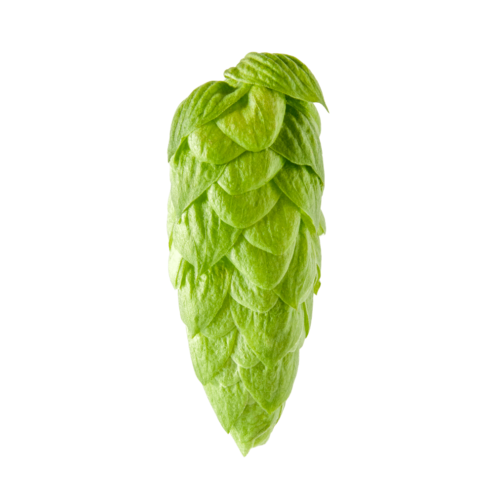Green hop cone isolated on a white background.
