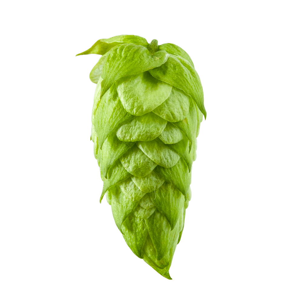 Close-up of a single green hop cone on a plain background
