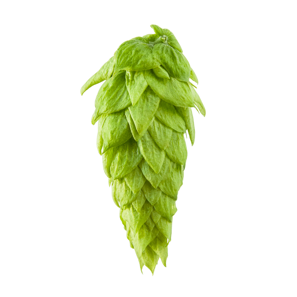 Close-up of a green hop cone used in brewing