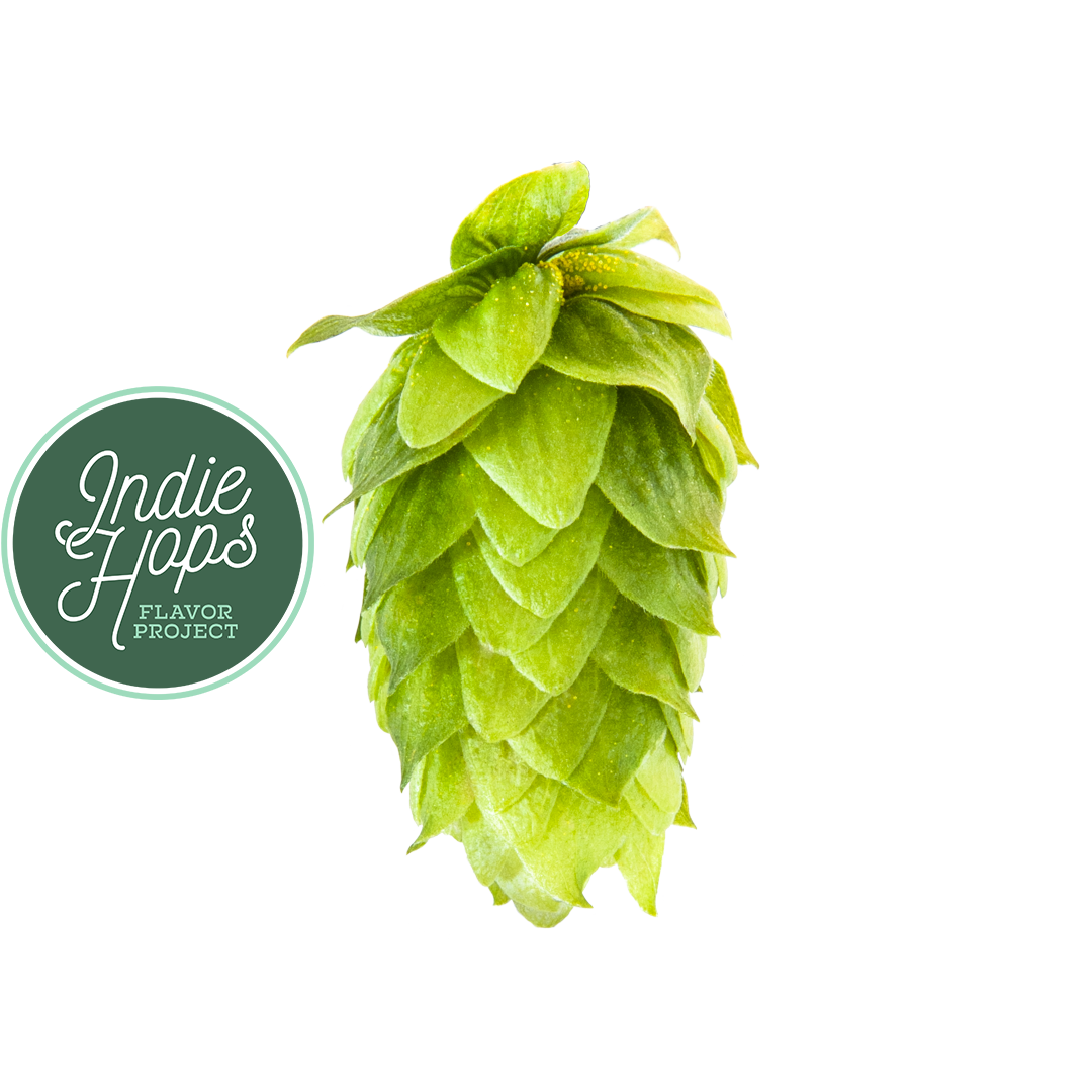 Hop cone with Indie Hops Flavor Project logo.