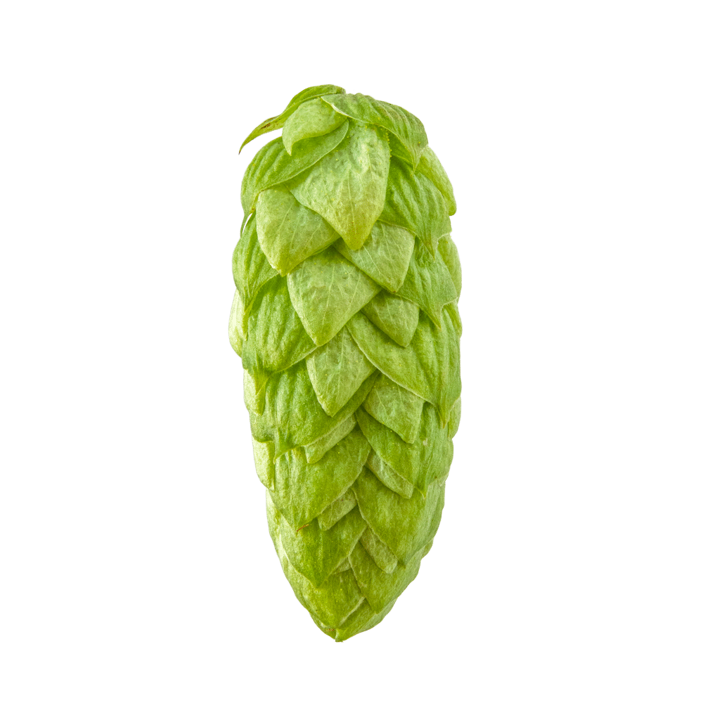 Close-up of a single green hop cone on a plain background.