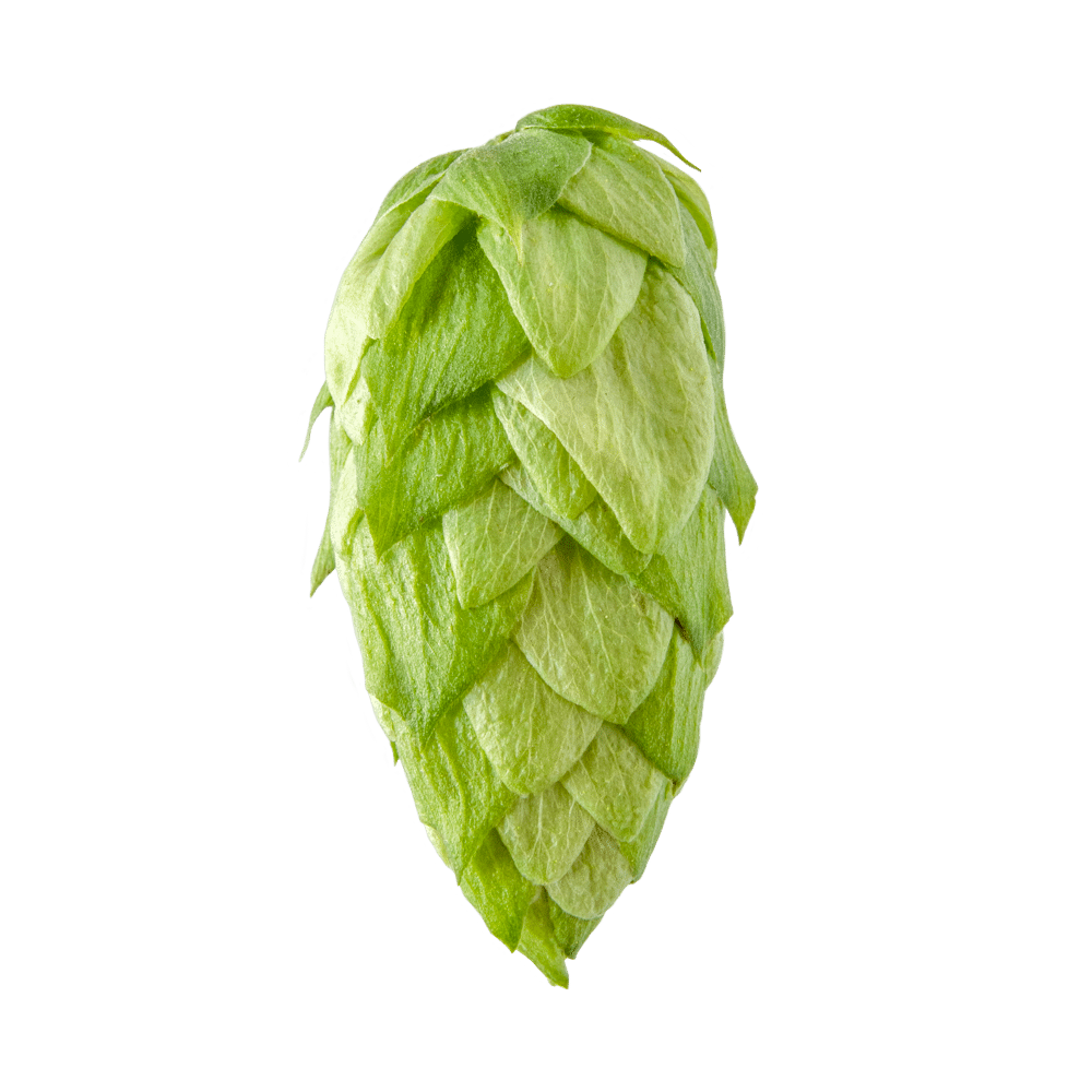 Close-up of a green hop cone on a transparent background