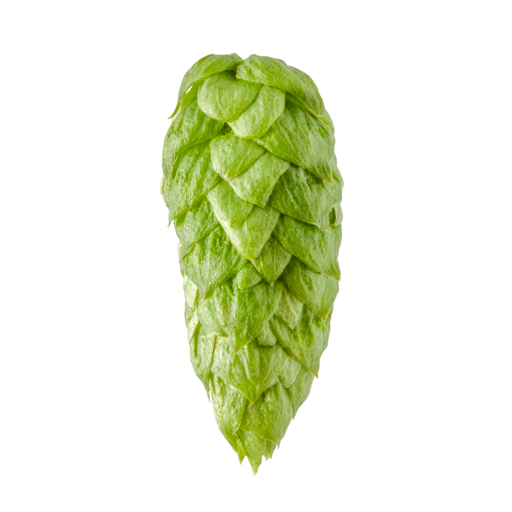 Close-up of a single green hop cone isolated on a white background.