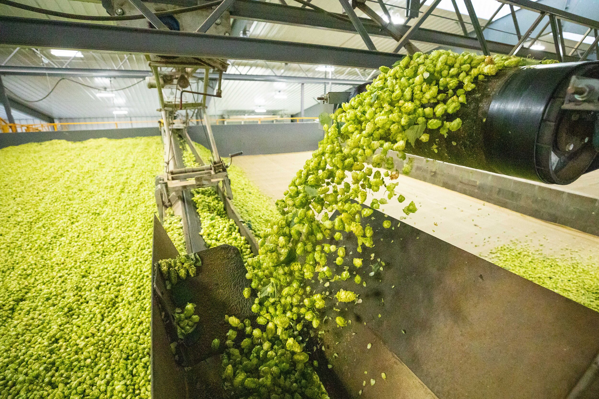 Green hops are being processed through an industrial machine in a hop farm or brewery facility.