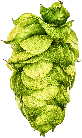 Close-up of a fresh green hop cone with dew drops on its surface.