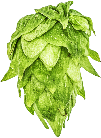 Close-up of a bunch of fresh green hop cones.