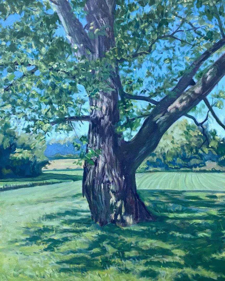 Maple Tree – 18 x 24. Oil/Canvas. AV