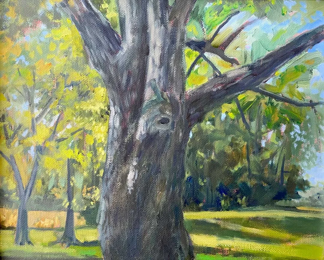 Maple Tree Study – 10 x 12. Oil/Canvas. AV