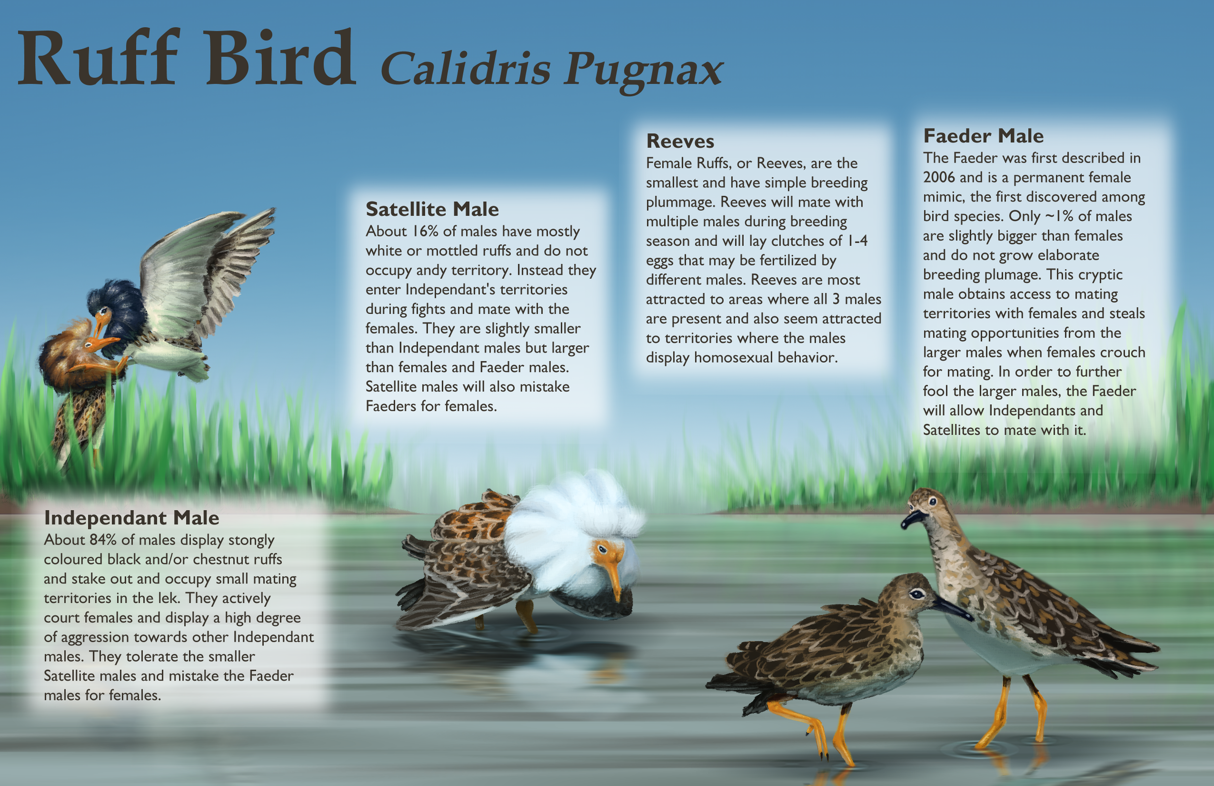 Scientific Illustration