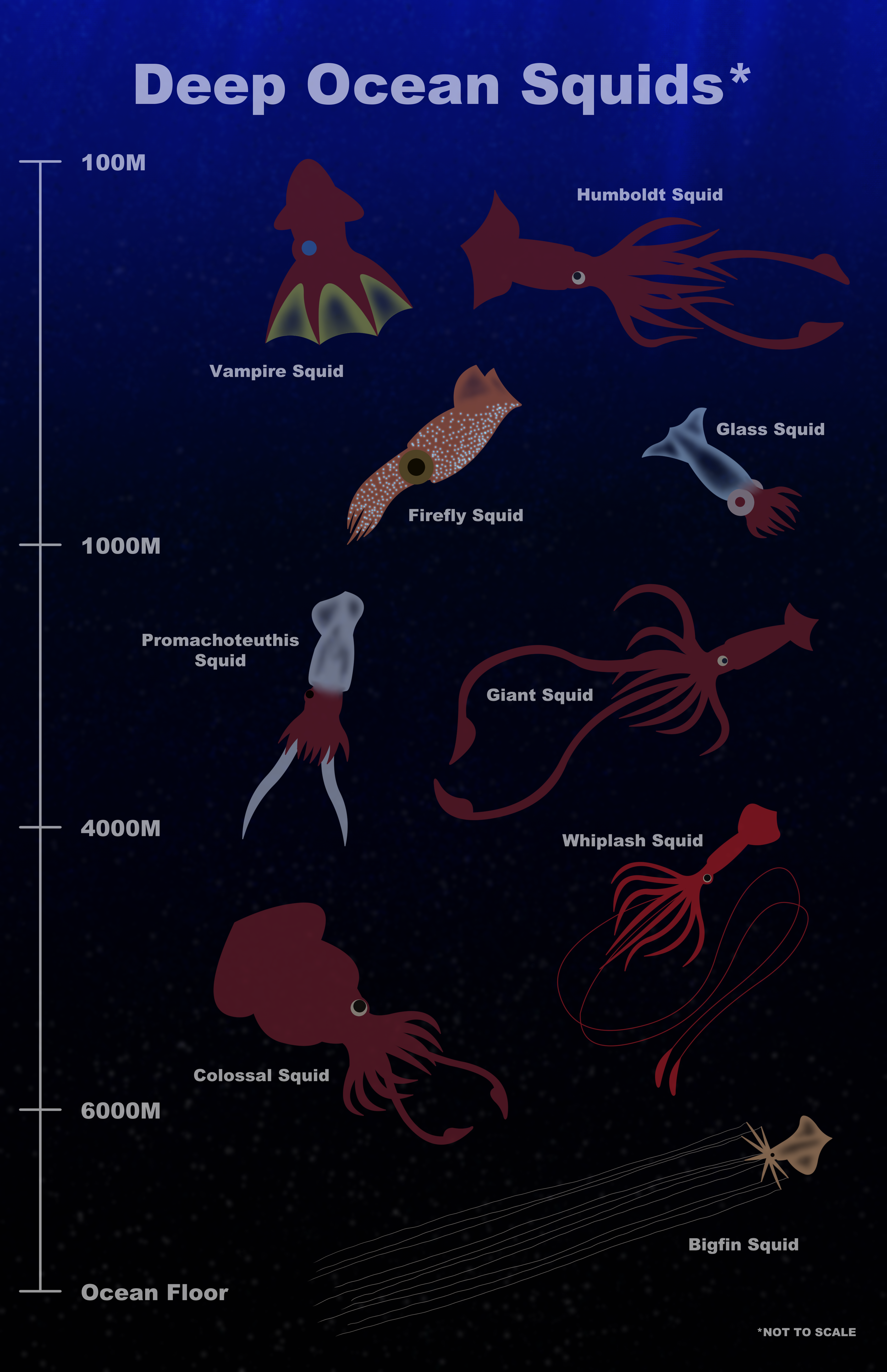 A diagram illustrating the different squids that can be found at different depths.