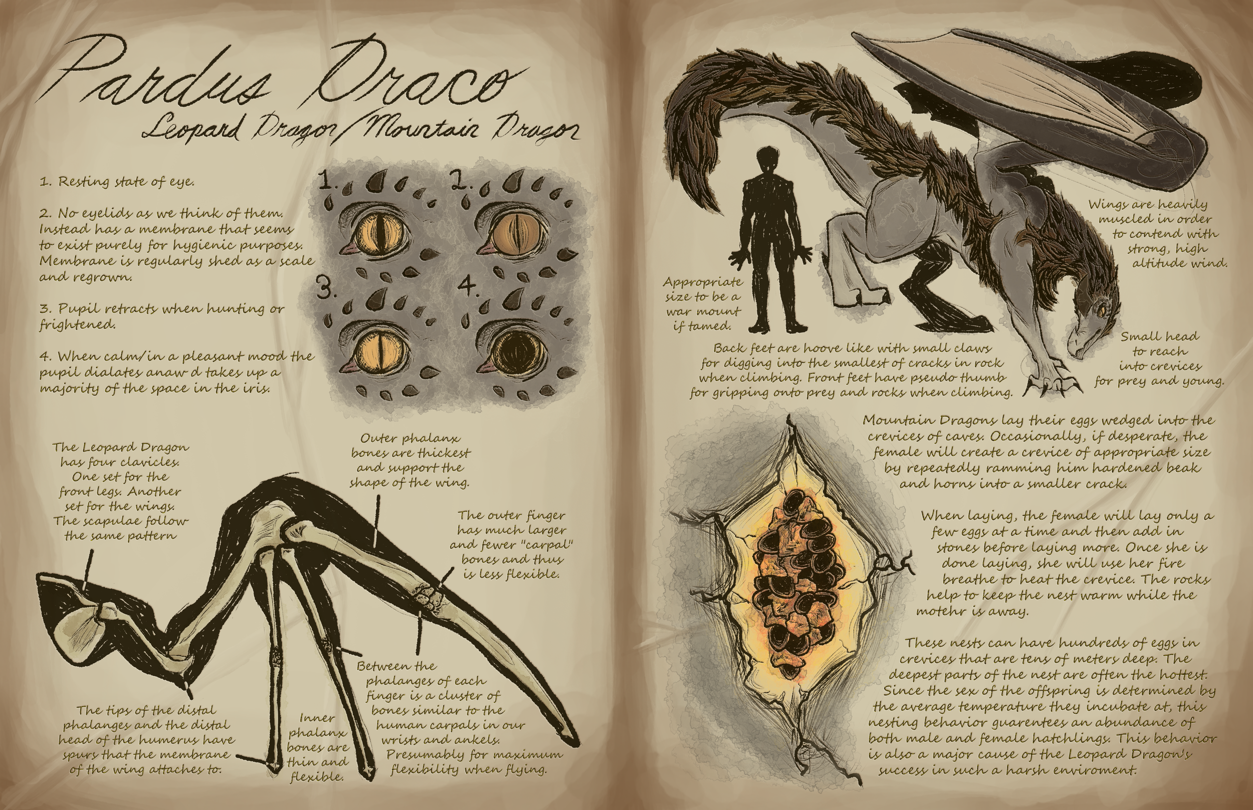 A fantasy scientific illustration showing a fictional dragon as well as descriptions of its eyes, nesting behavior, wing skeletal structure, and more.