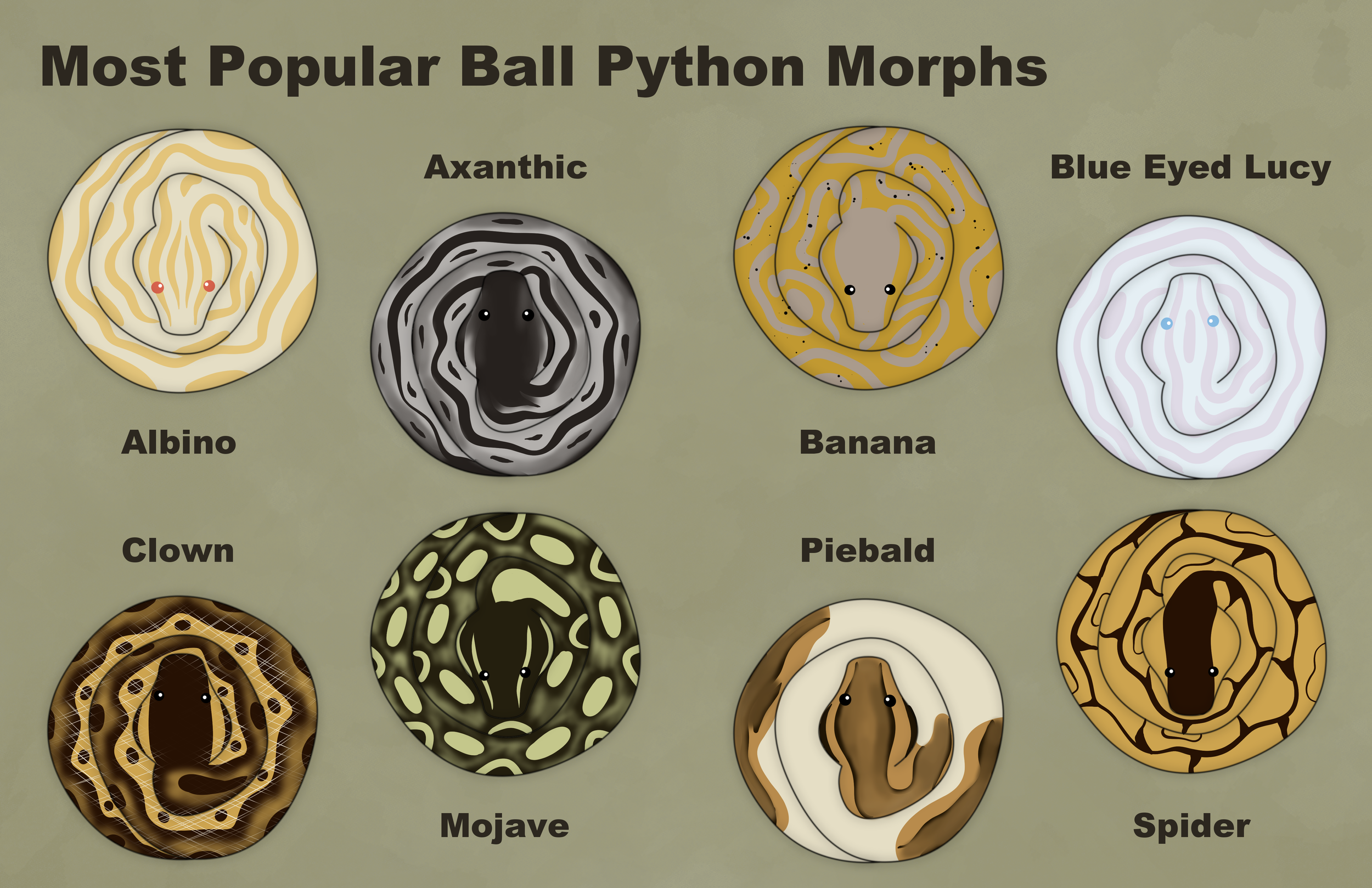 A simple illustration showing eight different color and pattern morphs of ball pythons.