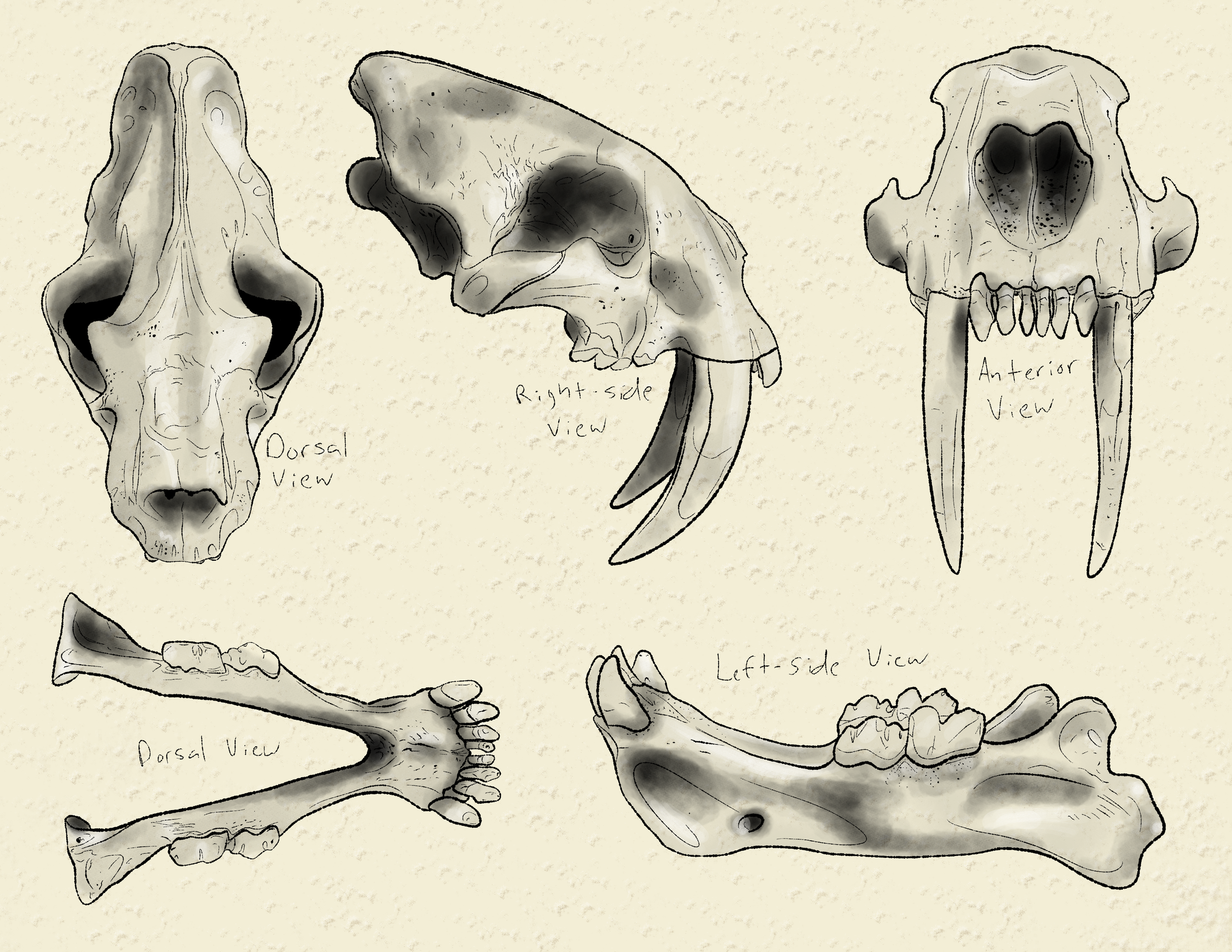 Multiple views of a Saber Toothed Cat skull illustrated realistically.