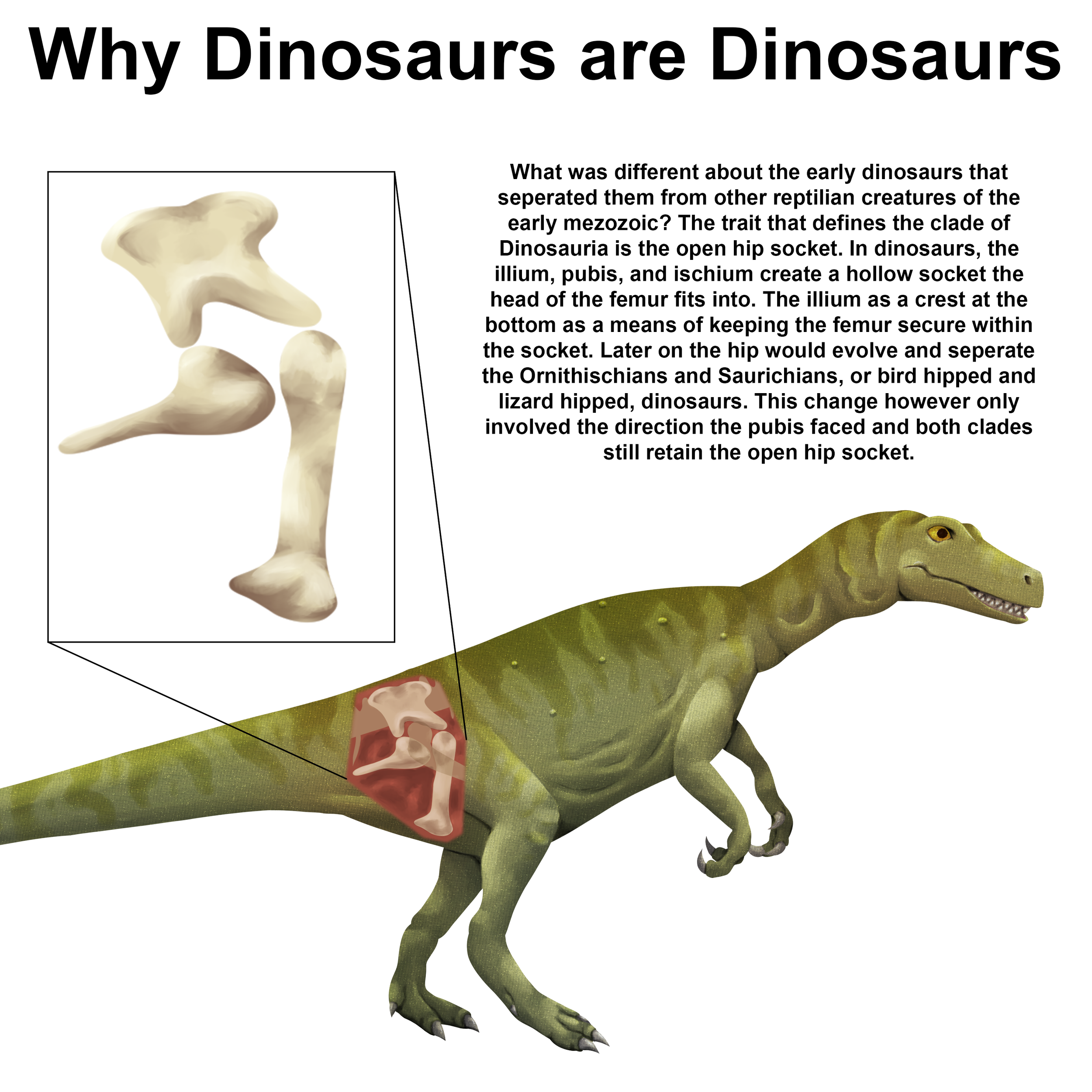 An illustrated diagram of a Herrerasaurus used to describe the open hip socket that is the key trait of dinosaurs.