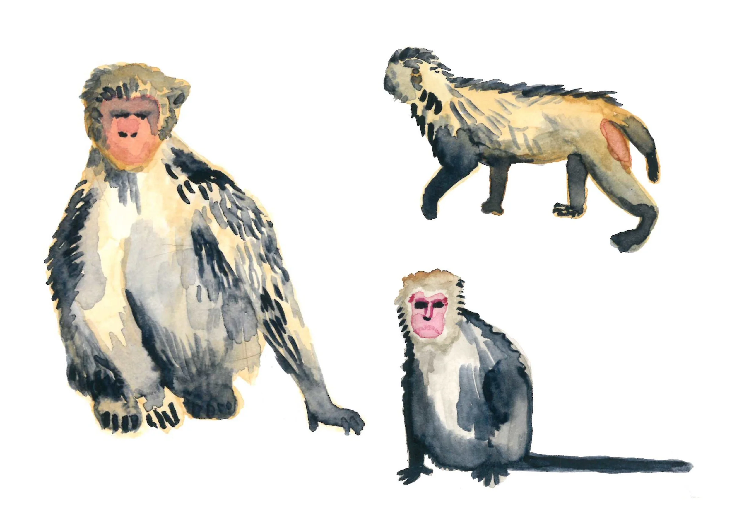 monkeys.jpg