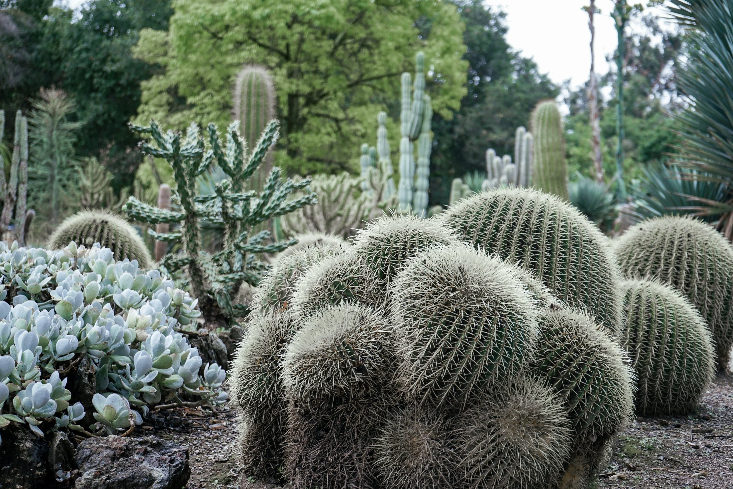 Arizona Cactus Garden