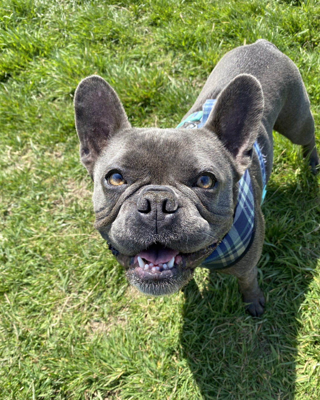 dog walking with transport Wimbledon safe air conditioned vehicle