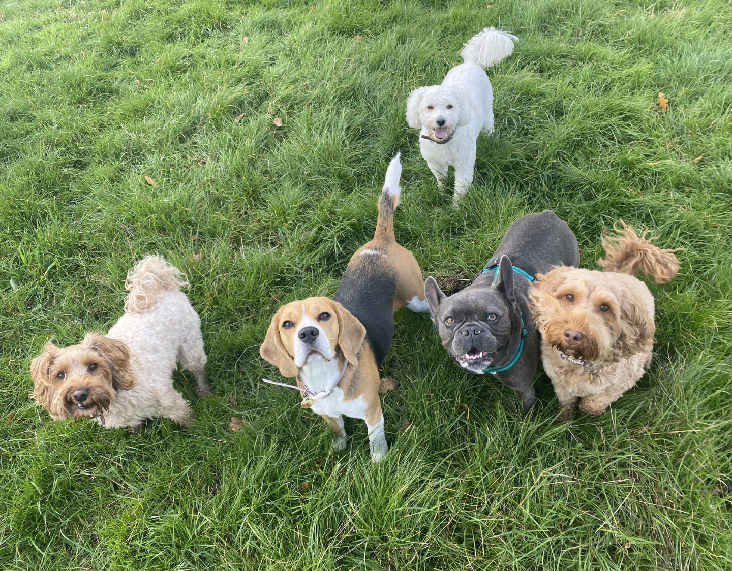 dog walking services Southfields Raynes Park Wimbledon area