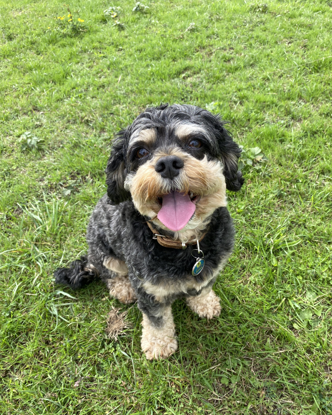 dog adventure day service Wimbledon Common Esher Common Oxshott Heath walks