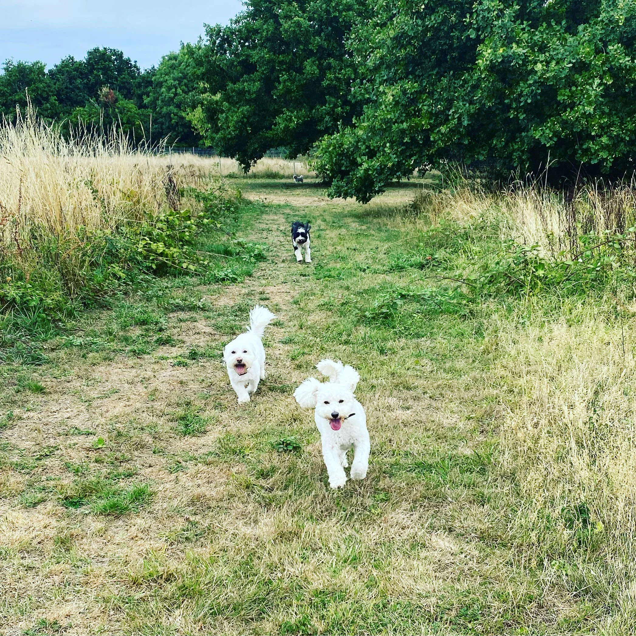Three dogs running on a grassy trail in a rural area with trees and tall grasses on either side.