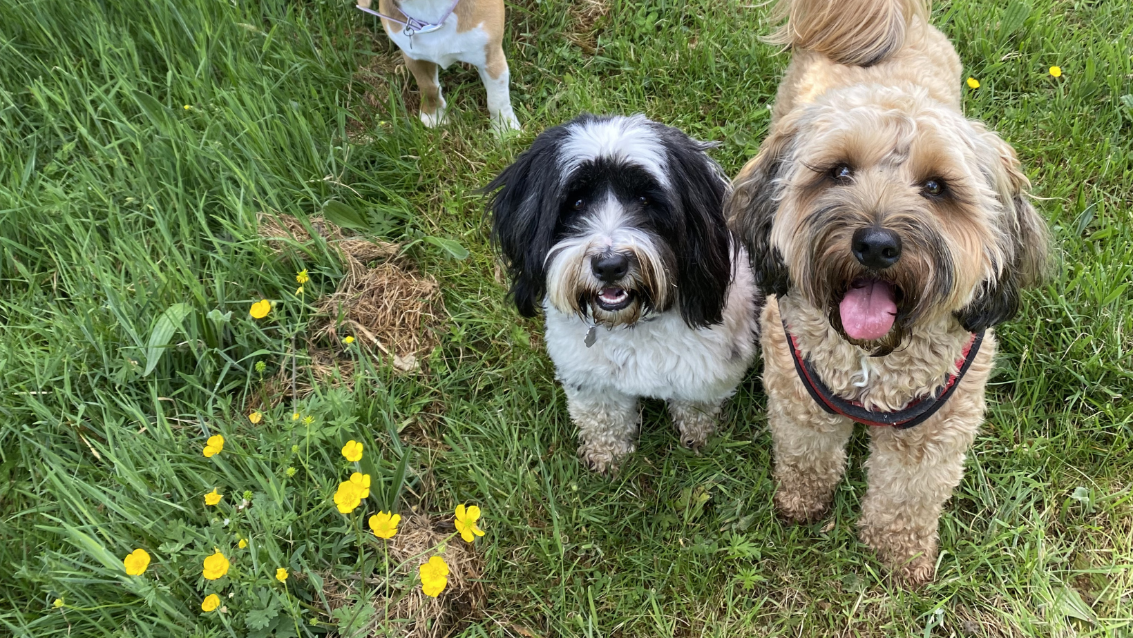Three dogs standing on green grass with yellow flowers, two in the foreground looking at the camera and one in the background.
