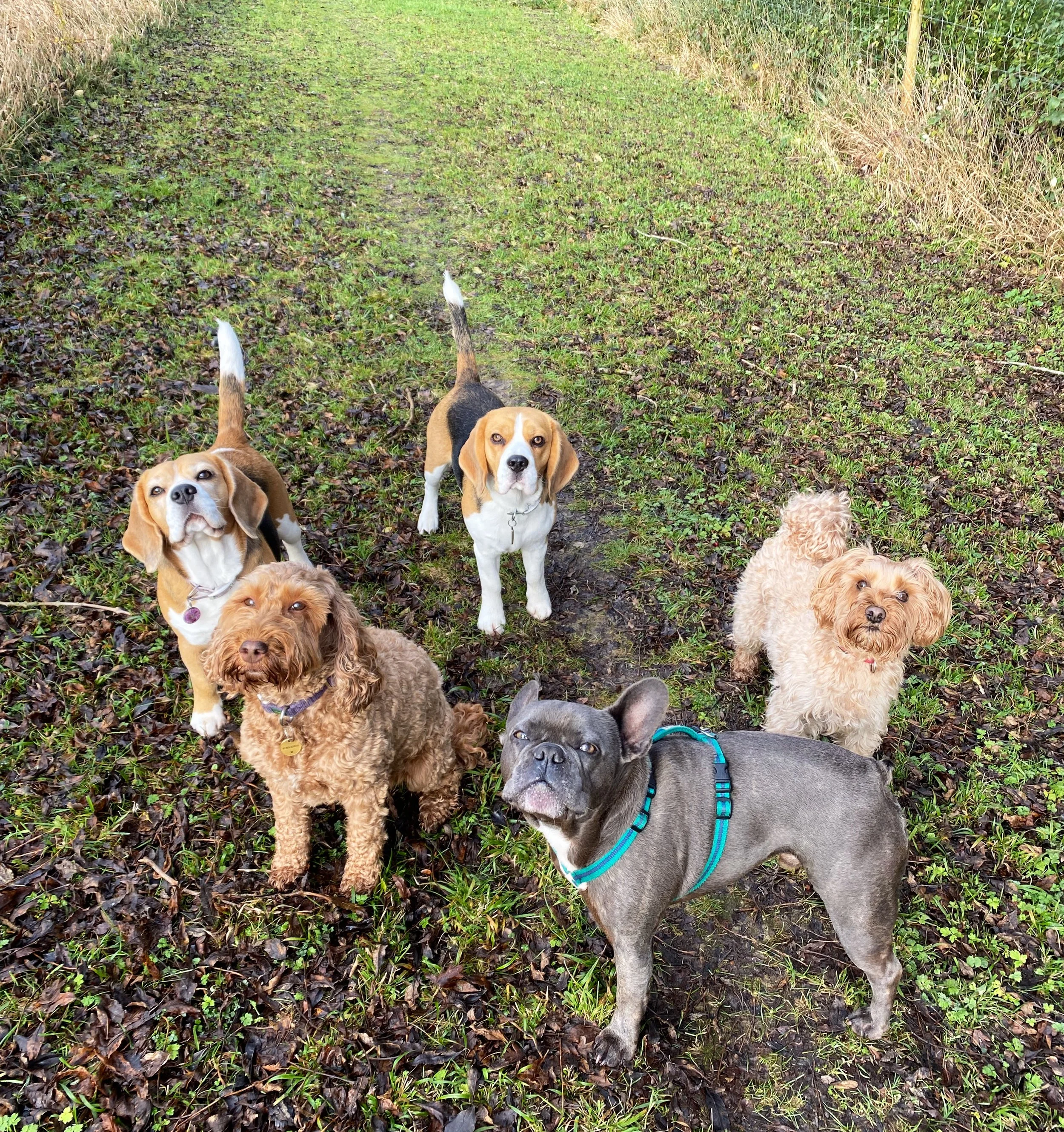 dog care service Wimbledon pick up and drop off dog walking London