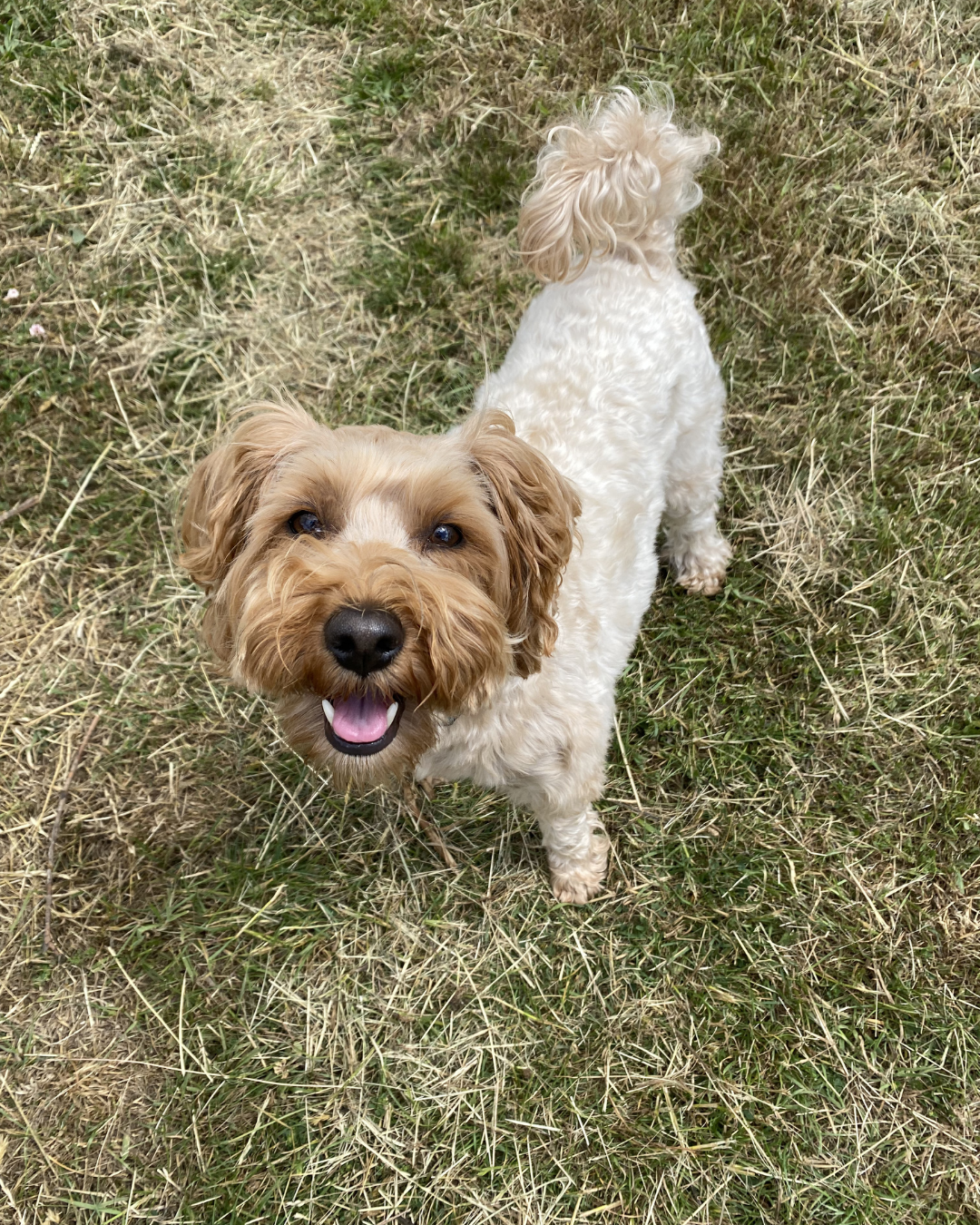 professional dog groom Wimbledon London full groom service small dogs