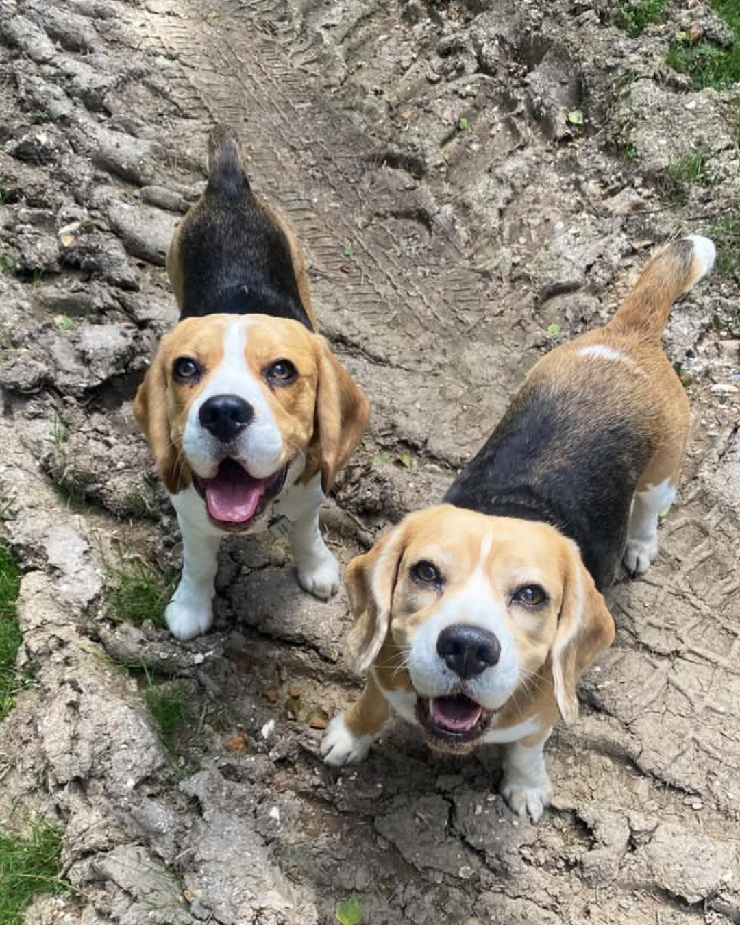 Two beagle dogs with happy expressions standing on a dirt trail.