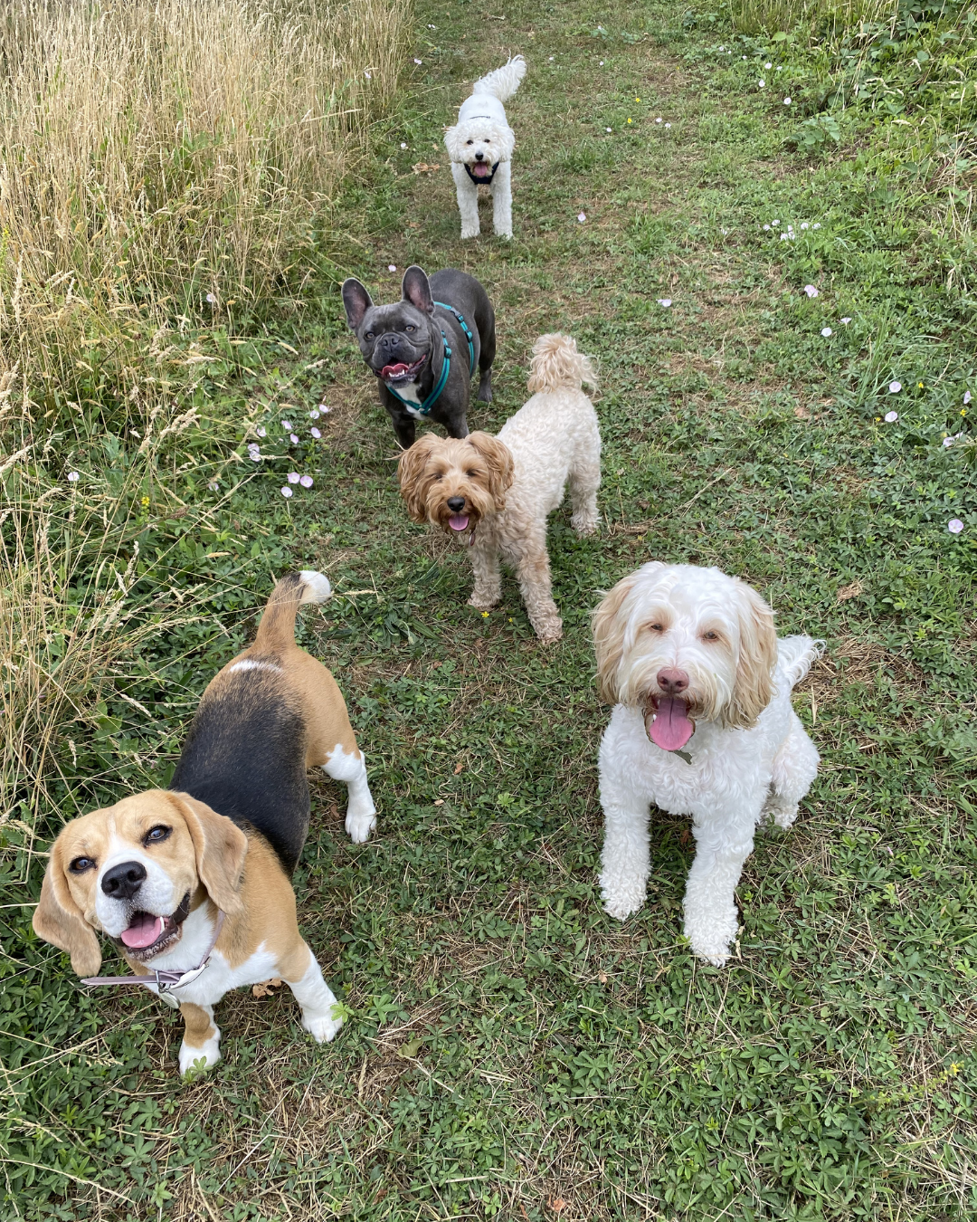 dog grooming and dog walking combined service Wimbledon London