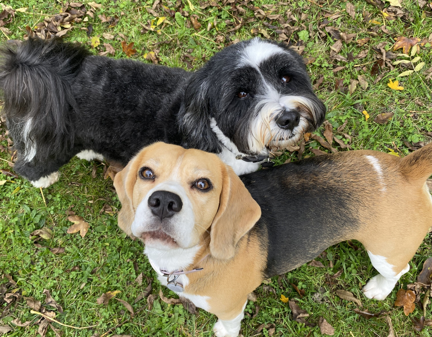 stress free dog grooming Wimbledon one to one grooming experience