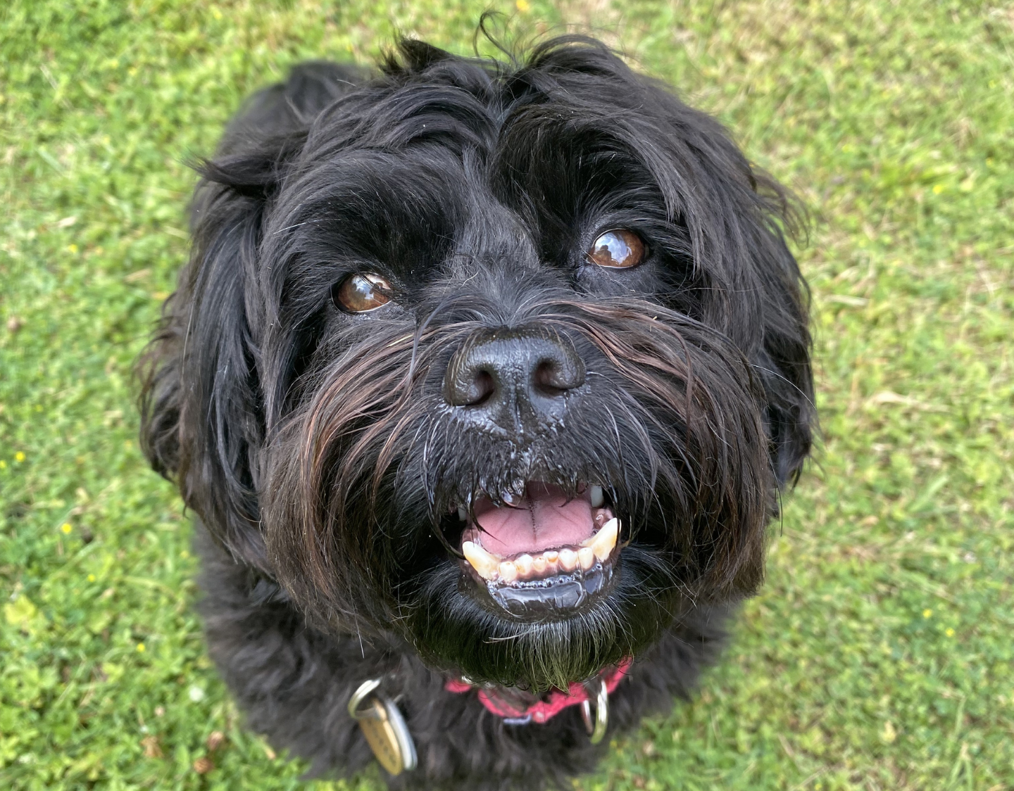 adventure days for dogs Wimbledon Surrey Hills private secure field dog walking