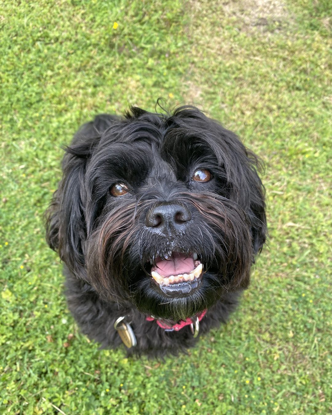 A black, fluffy dog with brown eyes and an open mouth, sitting on grass and looking up.