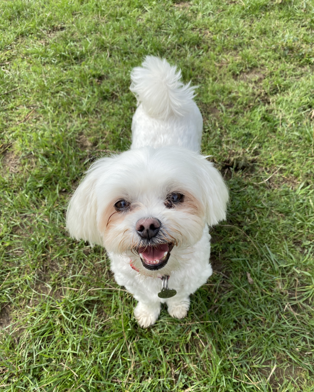 dog grooming service for existing clients Wimbledon