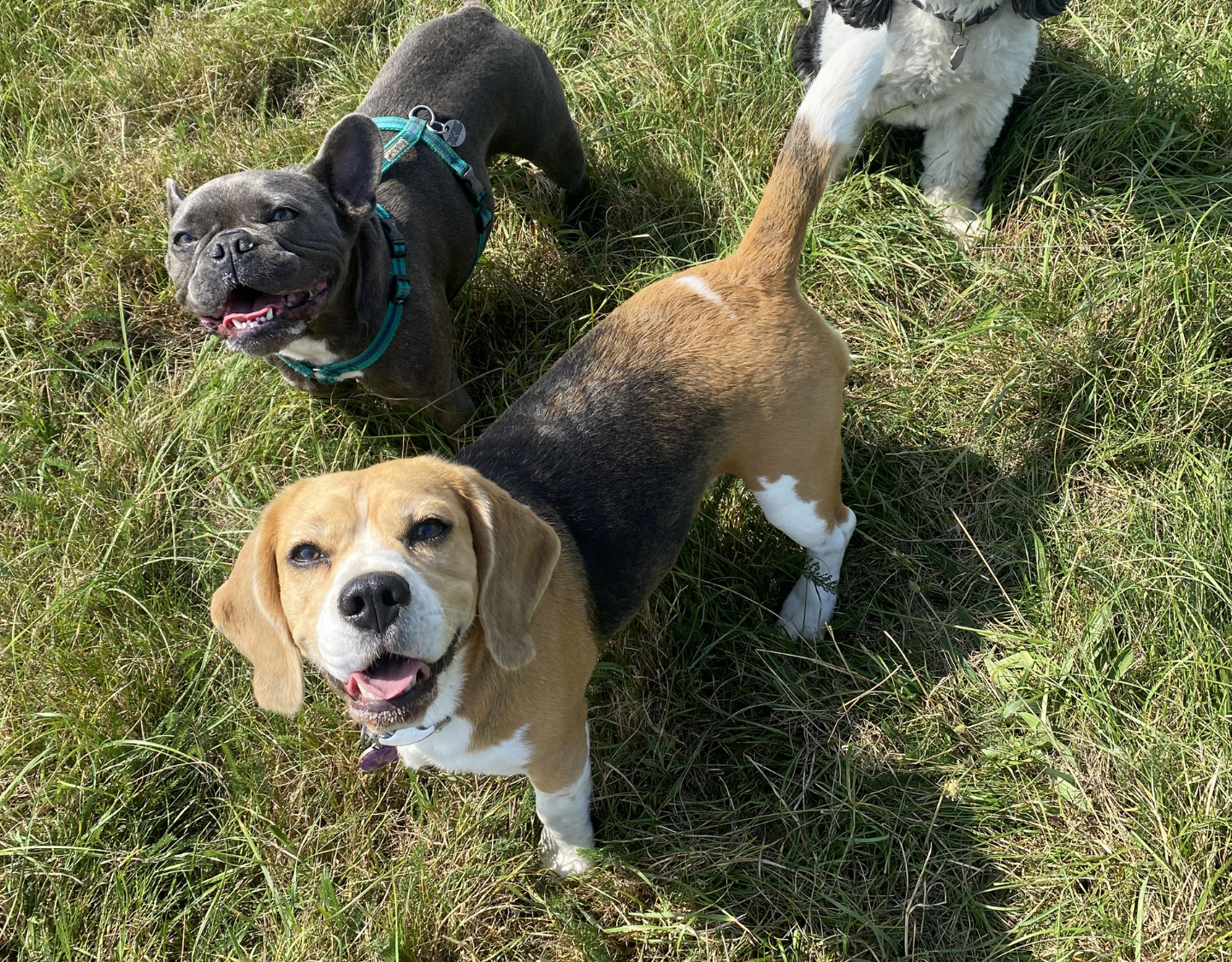 dog grooming Wimbledon London small breed grooming professional service