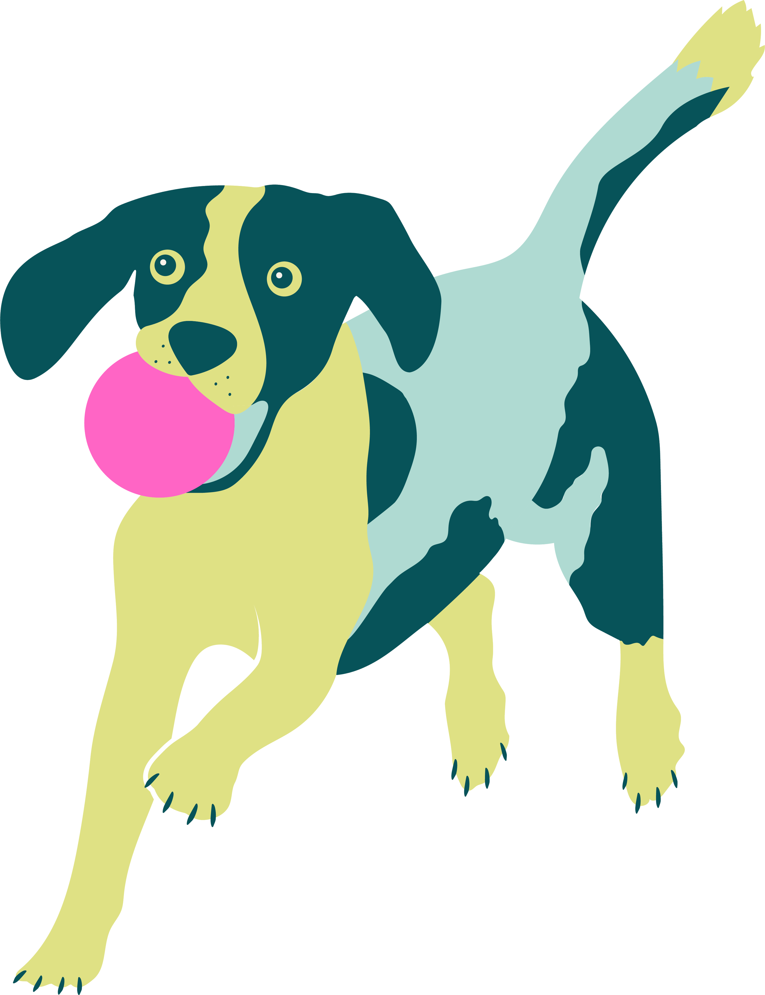 Wimbledon dog services adventure days grooming and dog walking