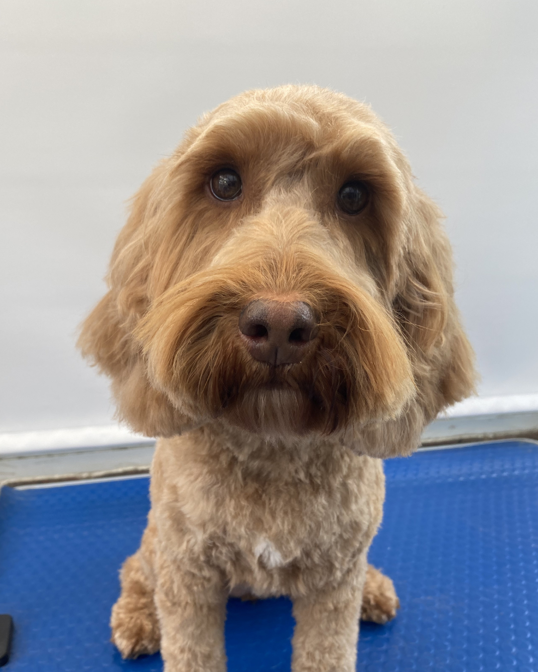 dog walking for small breeds Wimbledon trusted dog walker London