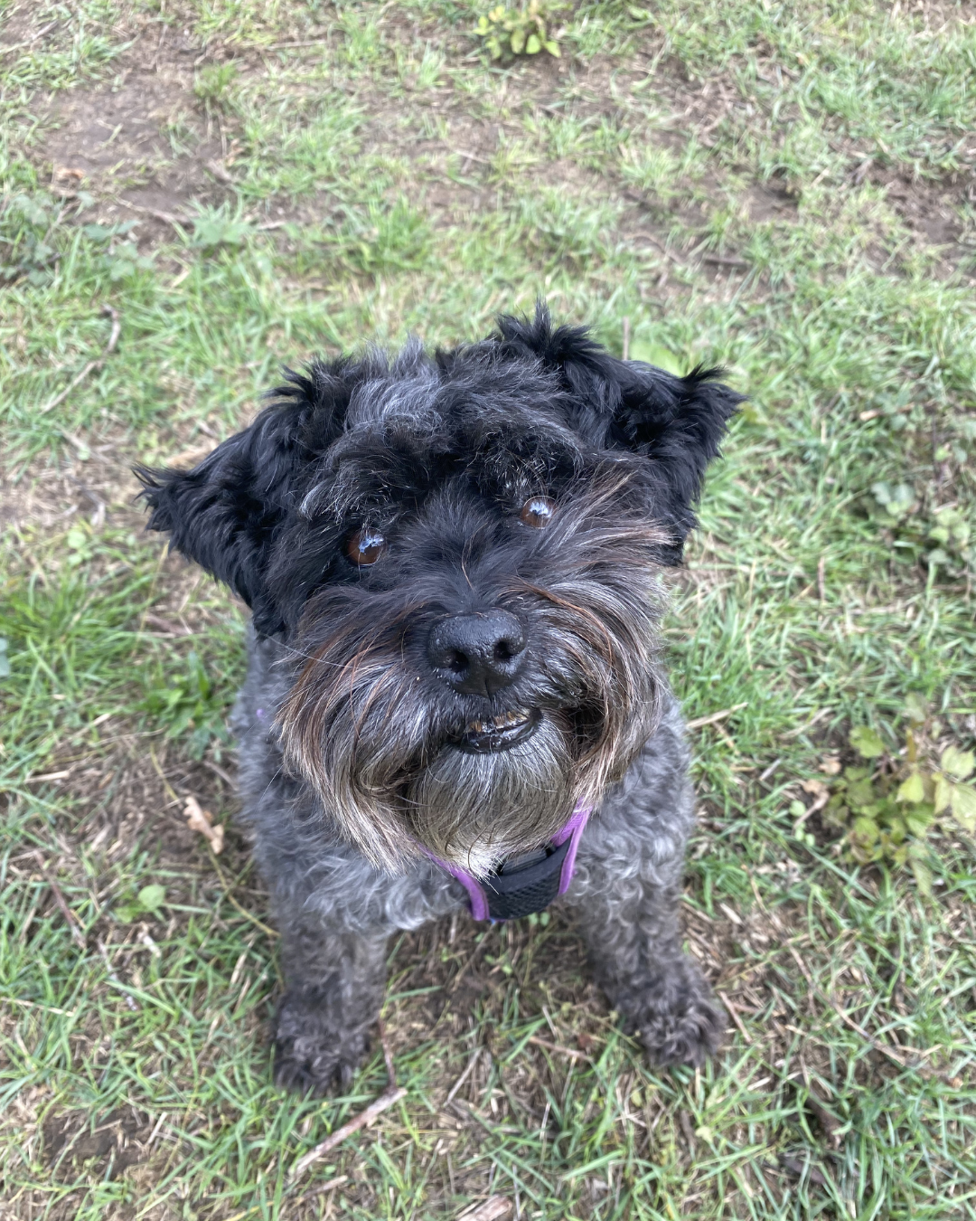 small group dog walking Wimbledon trusted dog walker South West London